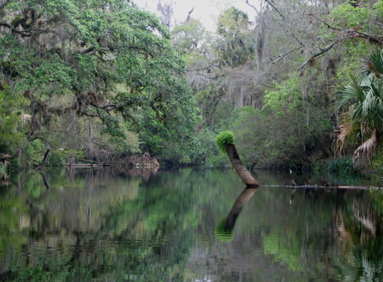 Hillsborough River, Florida