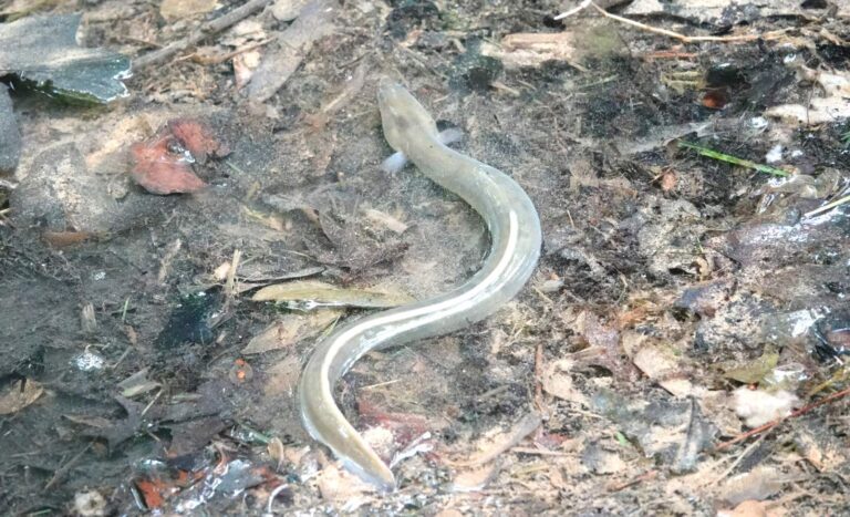 American Eel, New York