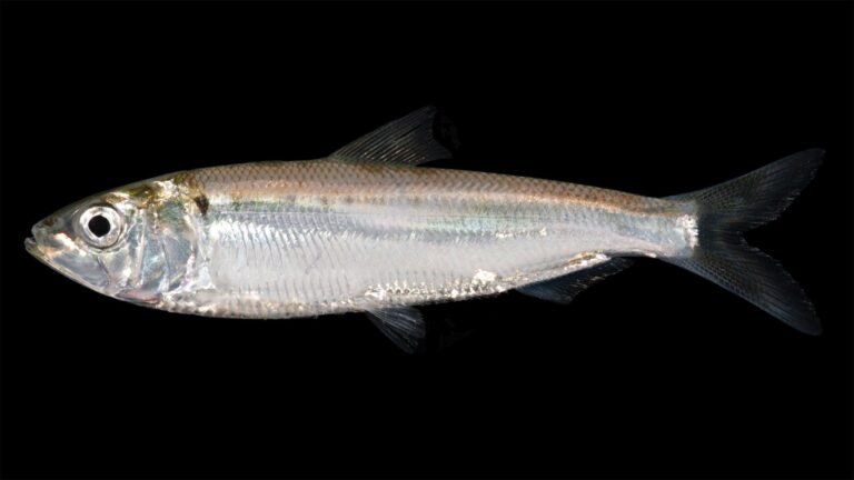 American Shad, Georgia