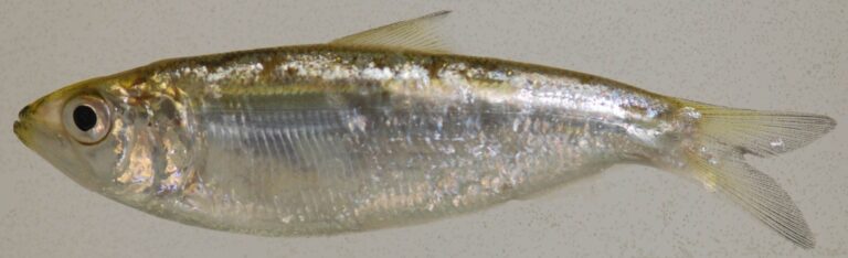 American Shad, Georgia