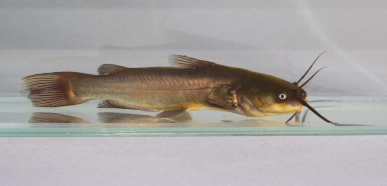 Black Bullhead, Missouri