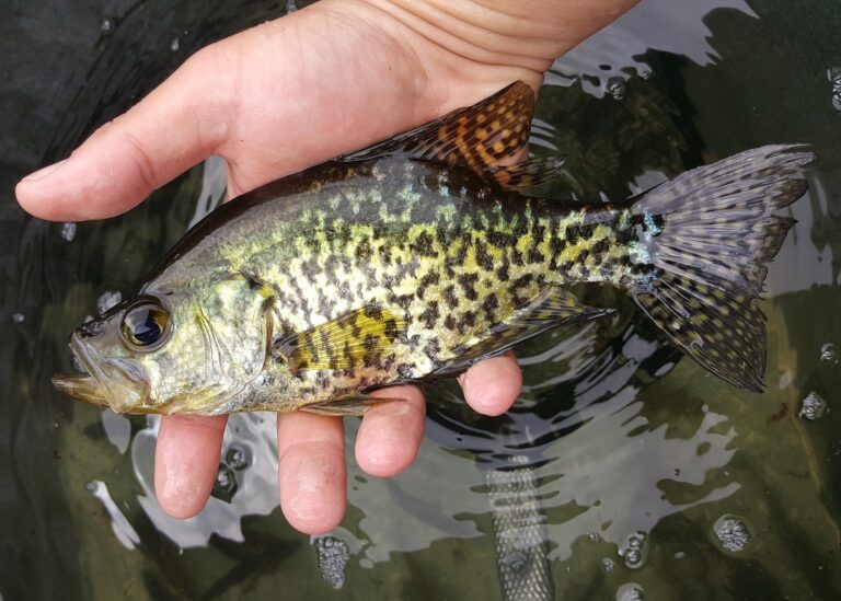 Black crappie, North Carolina