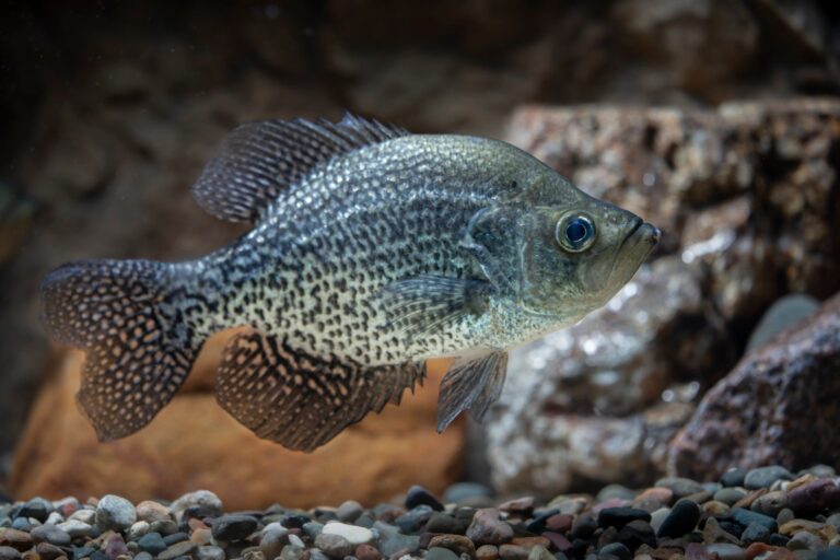 Black crappie, North Carolina