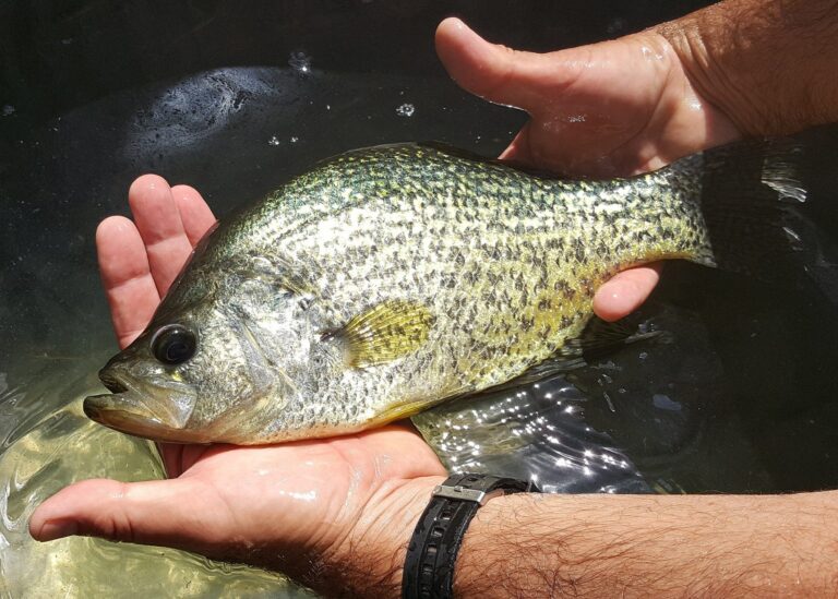 Black crappie, Florida