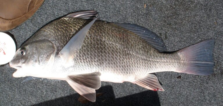 Black Drum, Georgia