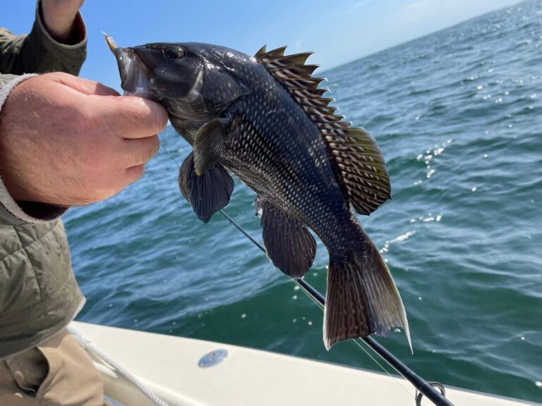 Black Sea Bass, New York