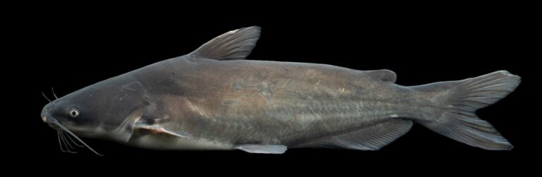 Blue catfish, North Carolina