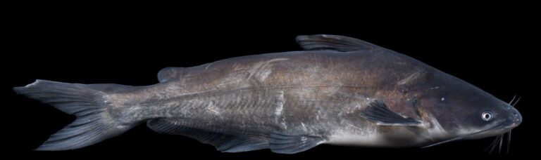 Blue Catfish, Georgia