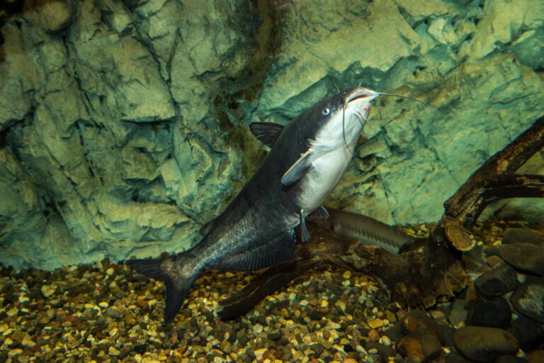 Blue Catfish, Georgia