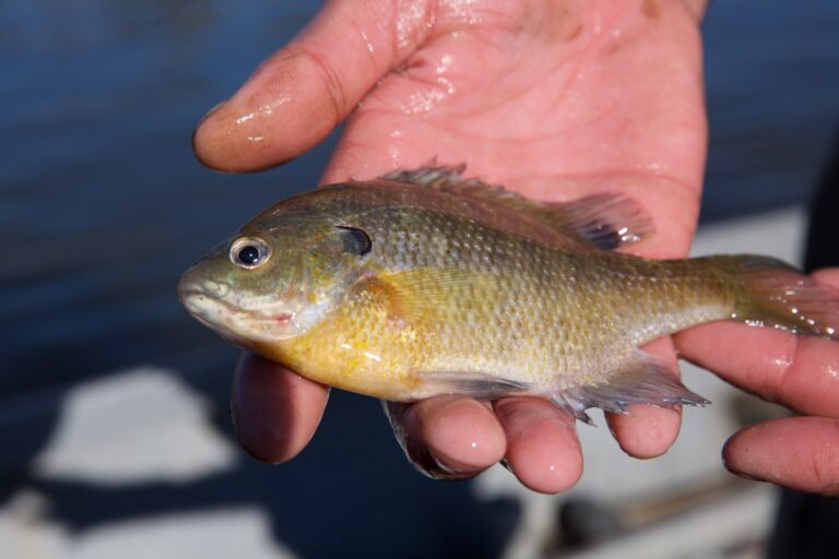 Bluegill, California
