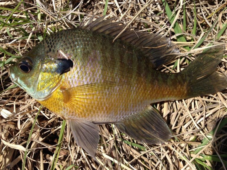 Bluegill, Minnesota