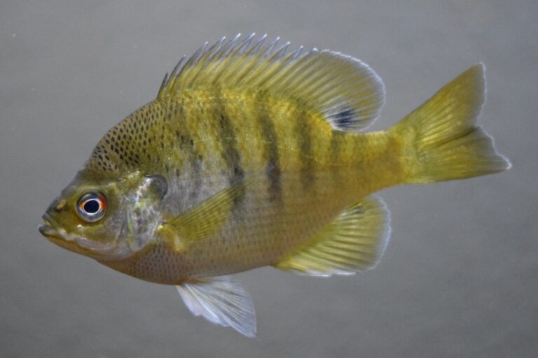 Bluegill, California