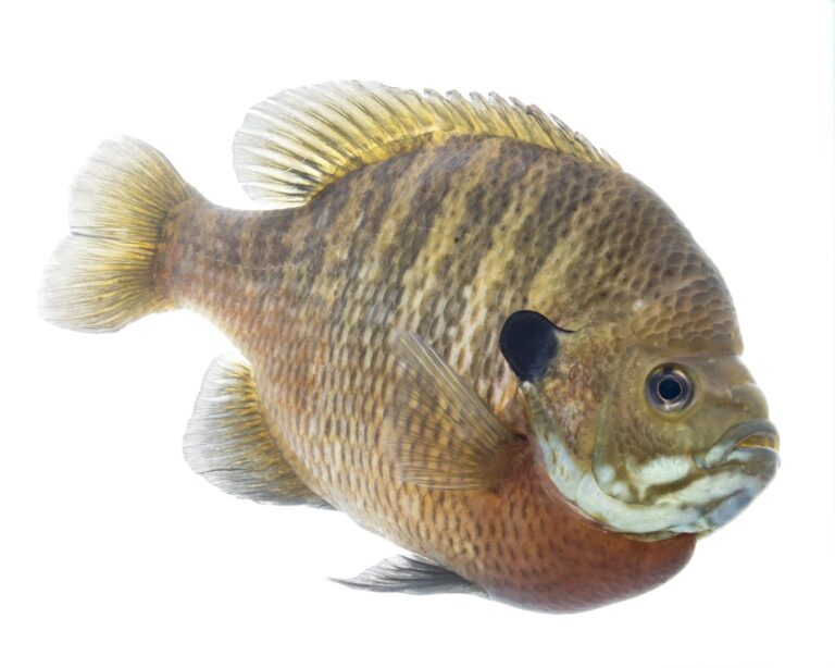 Bluegill, California