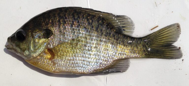 Bluegill, California