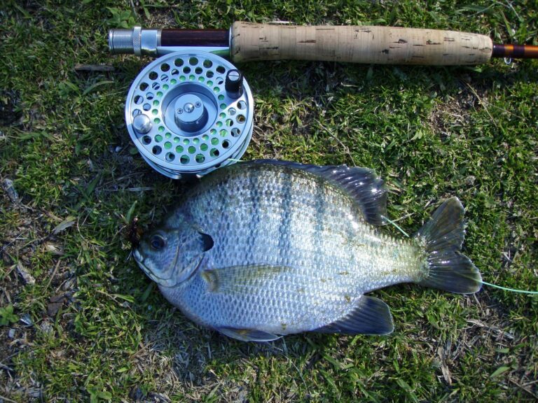 Bluegill, California