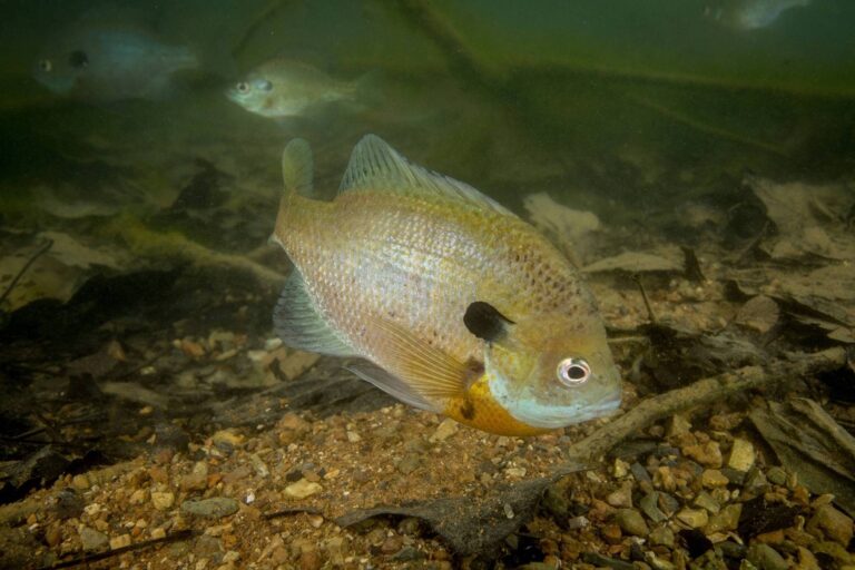 Bluegill, California
