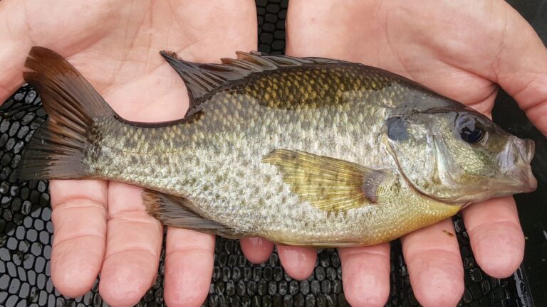 Bluegill, California
