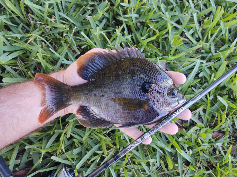 Bluegill, California