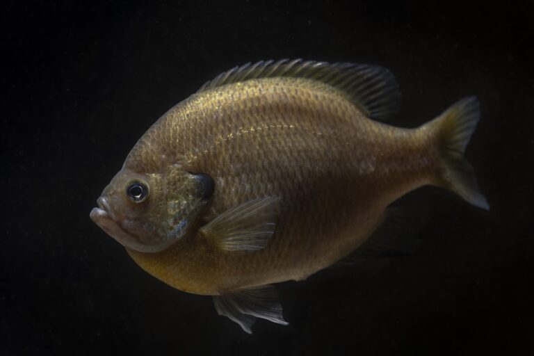 Bluegill, California