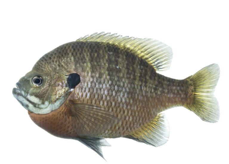 Bluegill, California