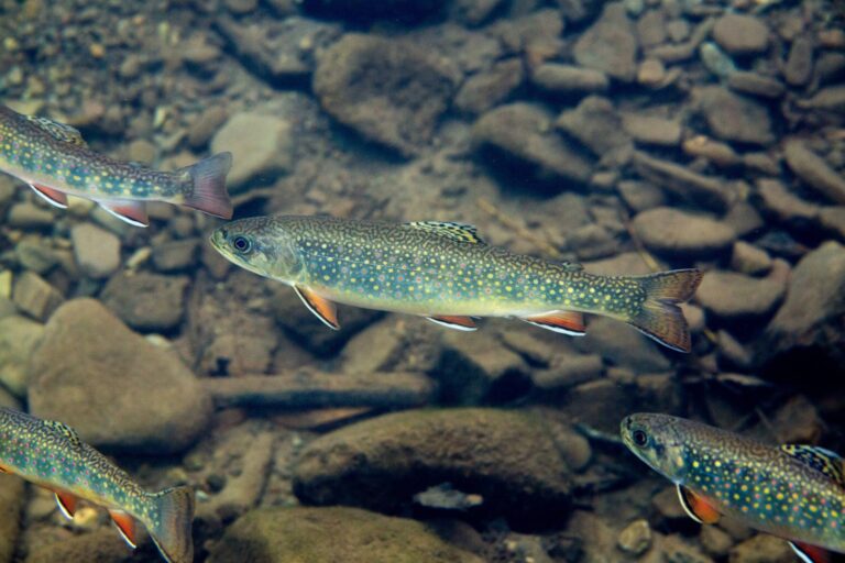 Brook trout, Wisconsin