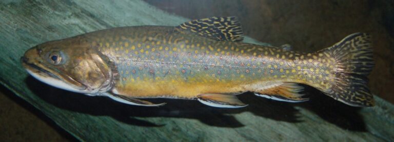 Brook Trout, Colorado