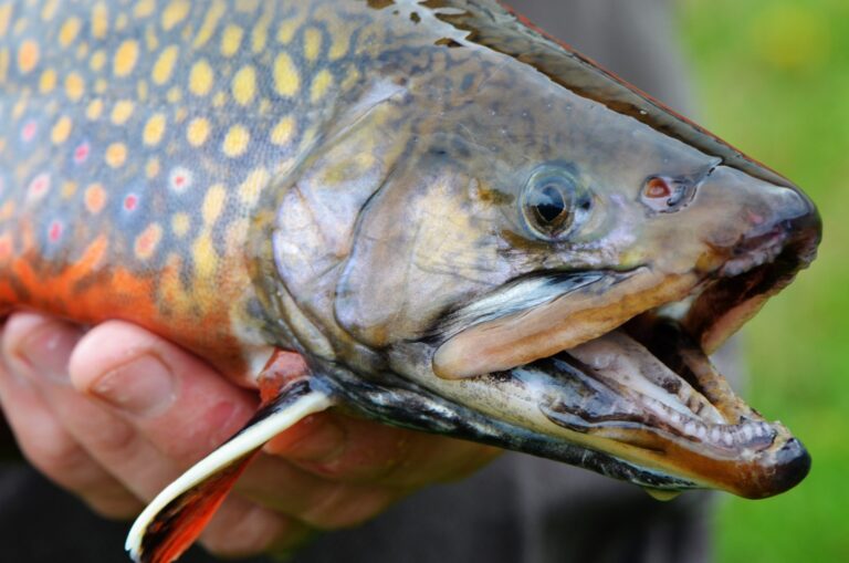 Brook Trout, Michigan