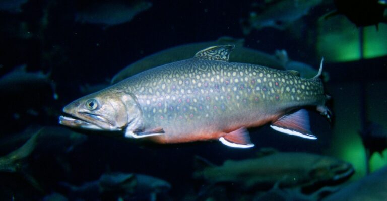 Brook trout, Wisconsin