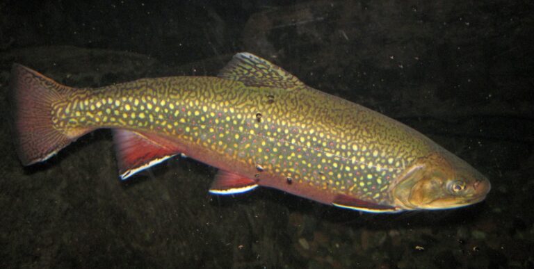 Brook Trout, Michigan
