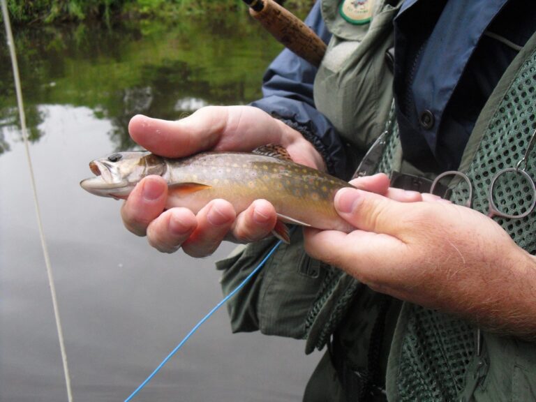 Brook Trout, Michigan