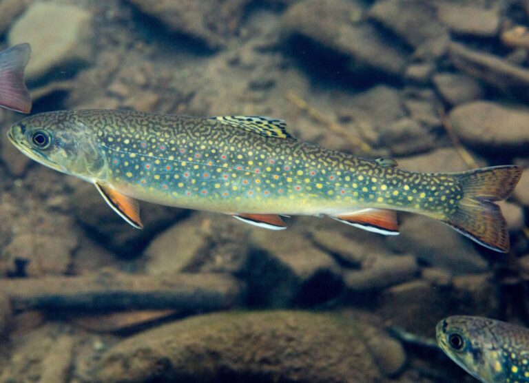 Brook Trout, Michigan