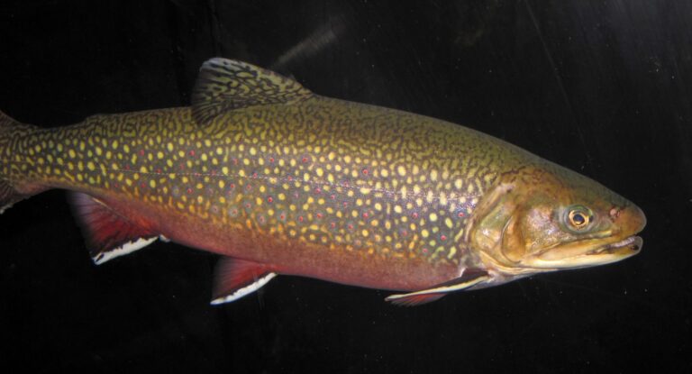 Brook Trout, Michigan