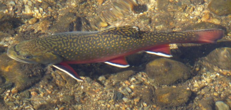 Brook Trout, Michigan