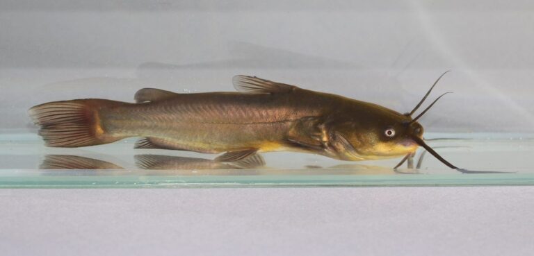 Brown bullhead, Minnesota