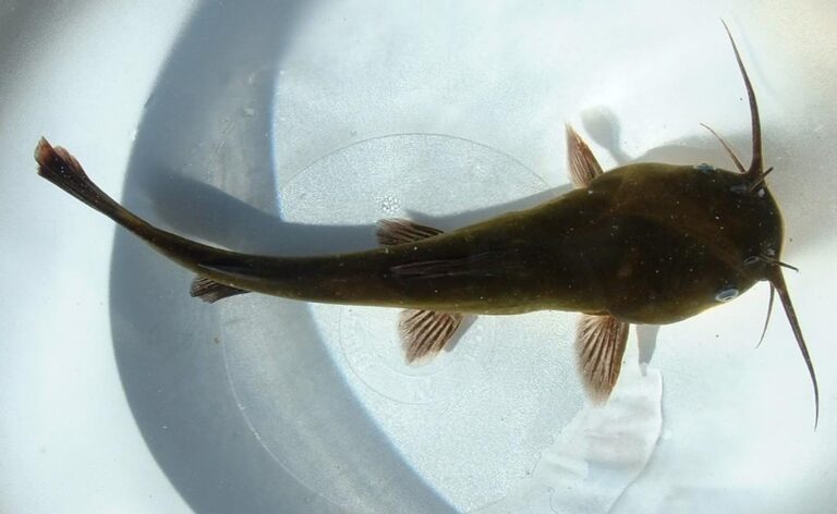 Brown bullhead, Minnesota