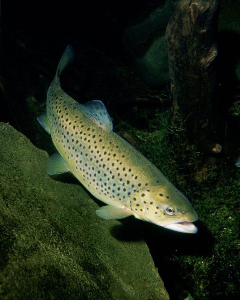 Brown trout, Minnesota