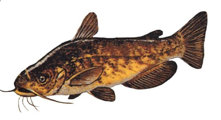 Bullhead catfish, North Carolina