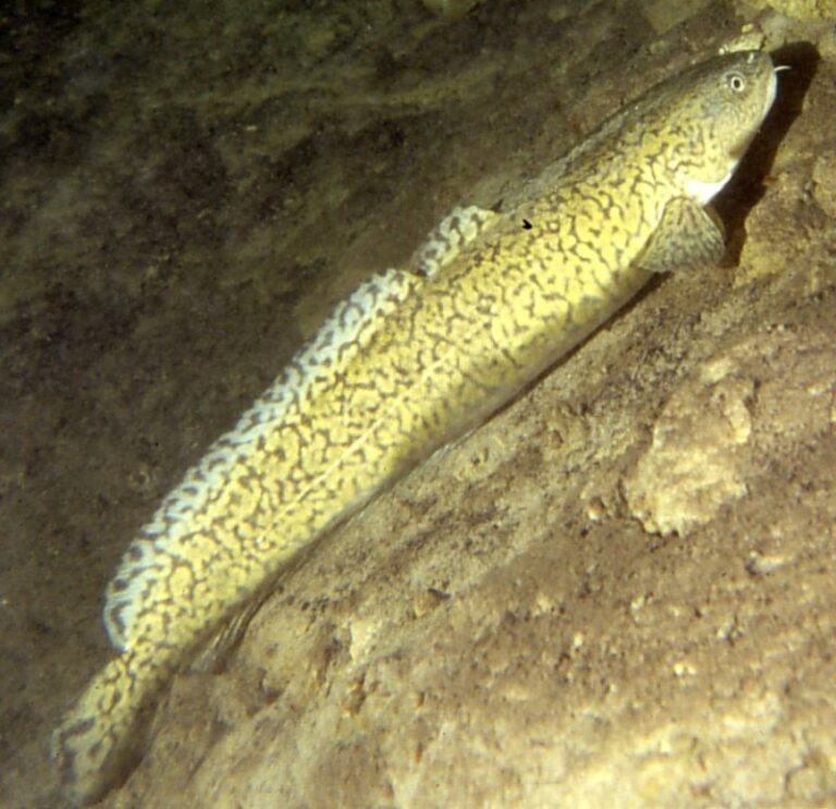 Burbot, Minnesota