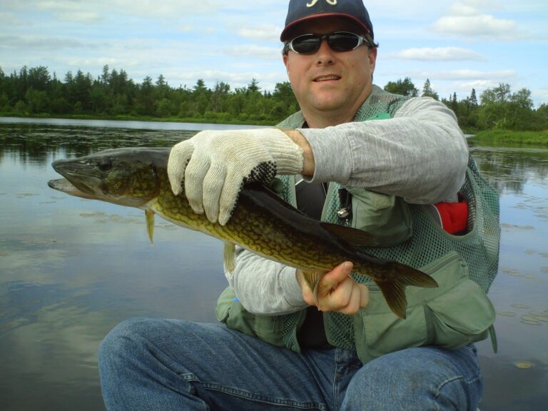 Chain Pickerel, Georgia