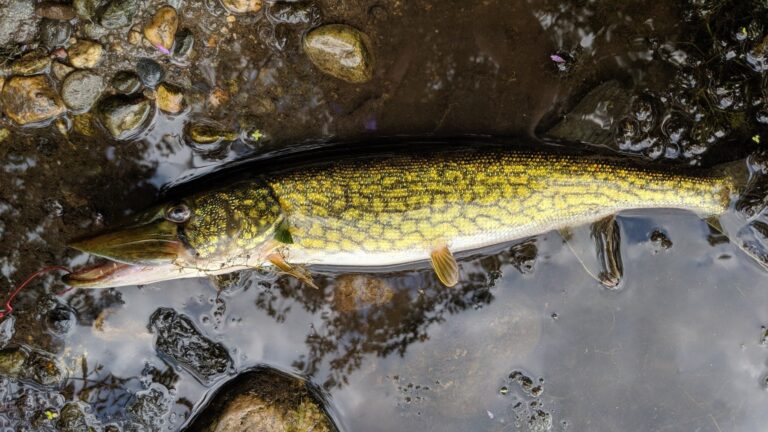 Chain Pickerel, Georgia