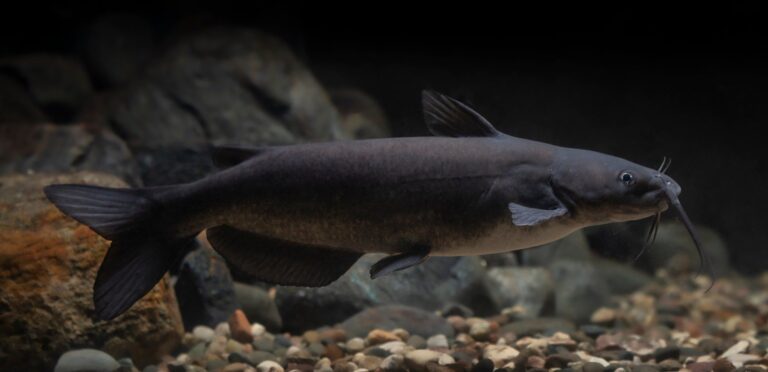 Channel catfish, California
