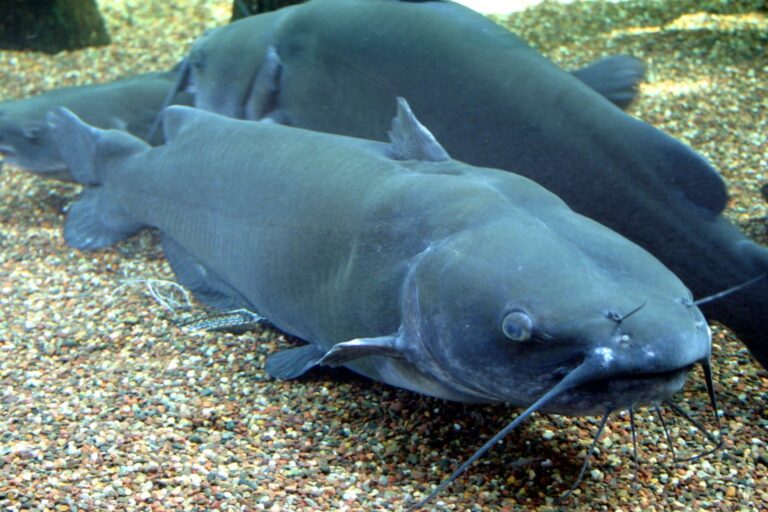 Channel catfish, Minnesota