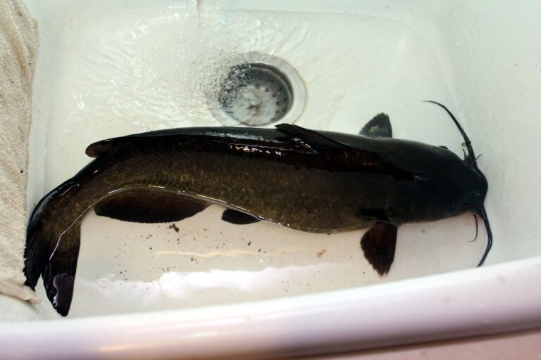 Channel catfish, California
