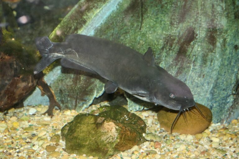 Channel catfish, California