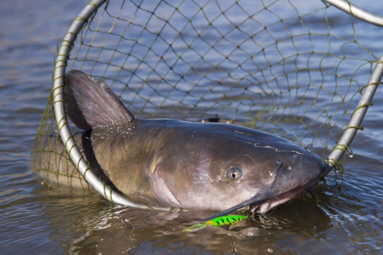 Channel catfish, California