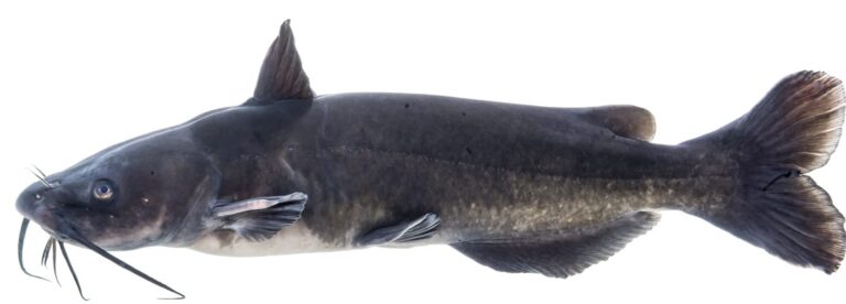 Channel catfish, California