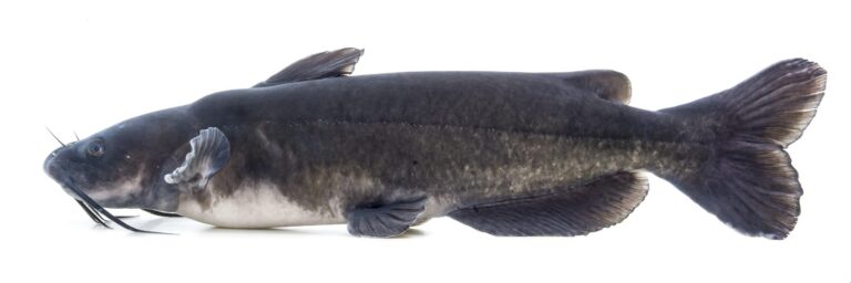 Channel catfish, California