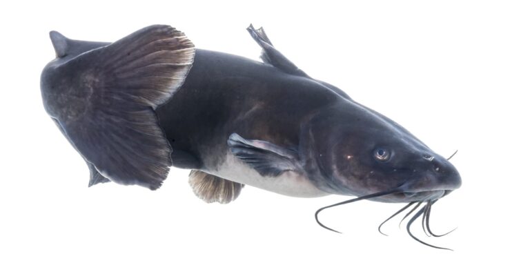 Channel catfish, California