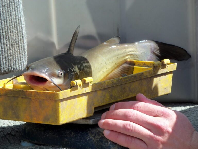 Channel catfish, California