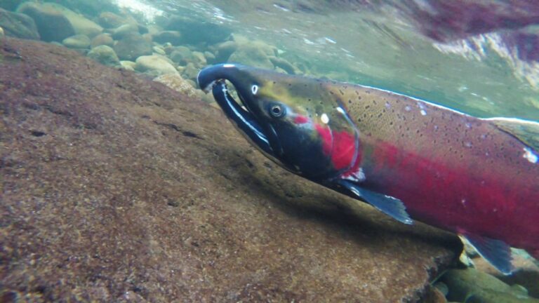 Coho Salmon, Michigan